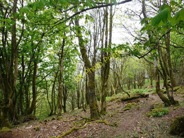 Photo 6"x4" Coed Caerau Isaf Sarnau\/SH9739 c2010