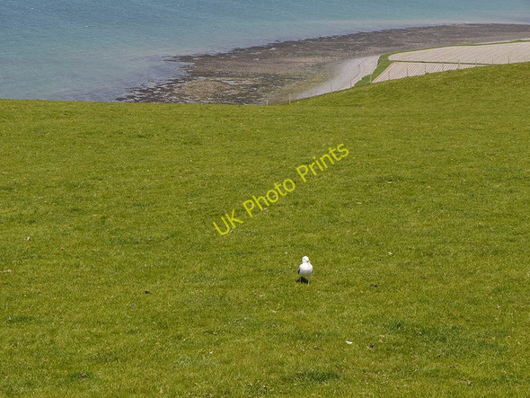 Photo 6"x4" Optimistic seagull Aberarth c2010
