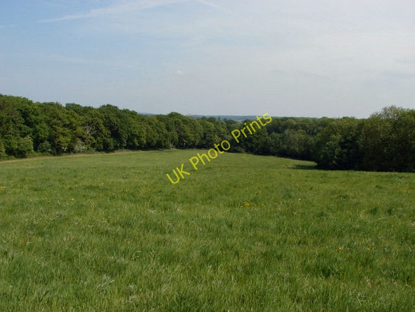 Photo 6"x4" Field near  East Wyke Farm Flexford\/SU9250 c2010