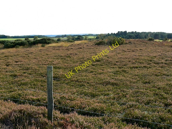 Photo 6"x4" Heathland, near Bere Regis Cold Harbour\/SY9089 c2007