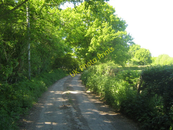 Photo 6"x4" Wassall Lane Great Job's Cross c2010