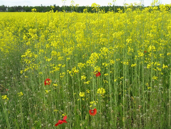 Photo 6"x4" Farmland flowers at Wintonhill New Town\/NT4470 c2010