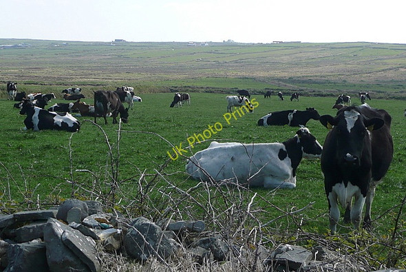 Photo 6"x4" Cattle near Loop Head Kilbaha c2010