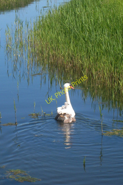 Photo 6"x4" Swan and Cygnets Lydd c2010