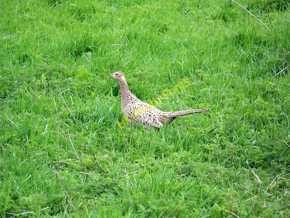 Photo 6"x4" Hen Pheasant (Phasianus colchicus) Calstone Wellington c2010