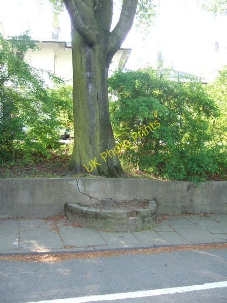 Photo 6"x4" Wall protecting tree roots York\/SE5951 c2010