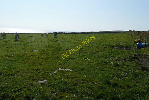 Photo 6"x4" Cattle near Loop Head Kilbaha c2010