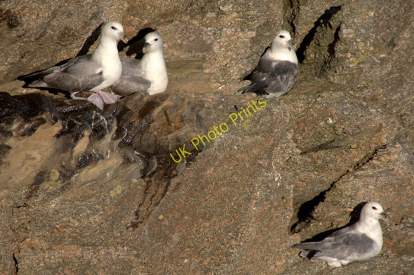 Photo 6"x4" Fulmars (Fulmarus glacialis), Skaw Kirkaton c2010