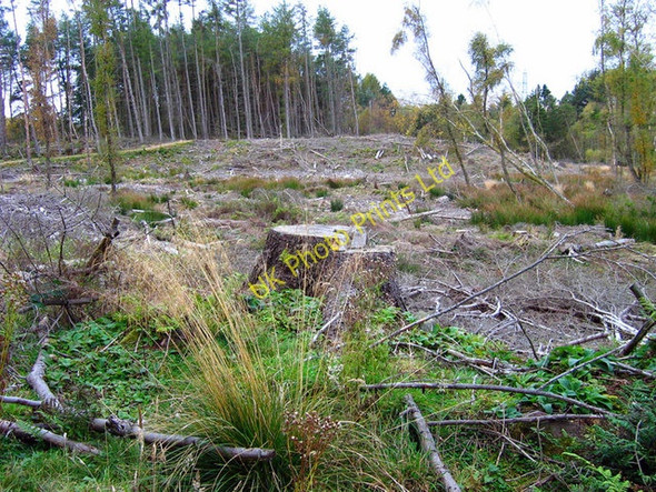 Photo 6"x4" Forest clearing near Westfield Blacktop c2007