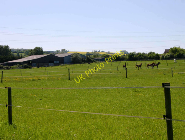 Photo 6"x4" Horses on Cross Leys Farm Ilmington c2010