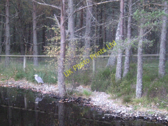 Photo 6"x4" A Heron in the Forest Nethy Bridge c2007