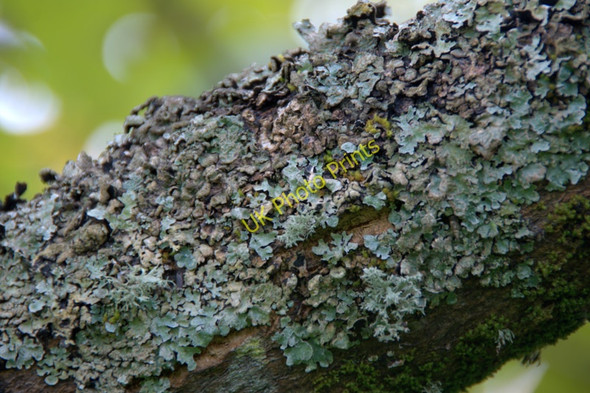 Photo 6"x4" Lichens on a Sycamore bough, Halligarth Baltasound c2010