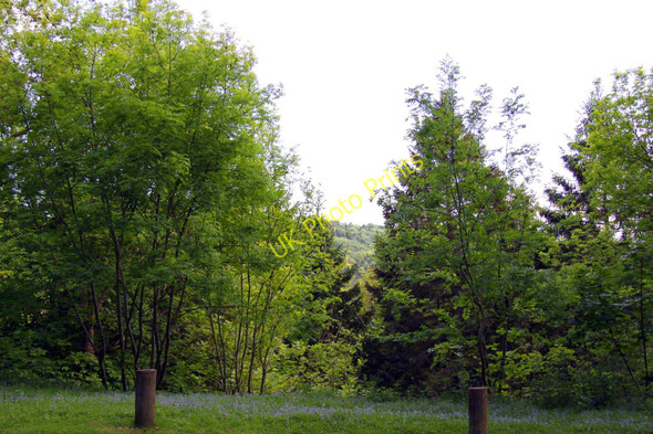 Photo 6"x4" Wendover Woods in Spring Wendover c2010