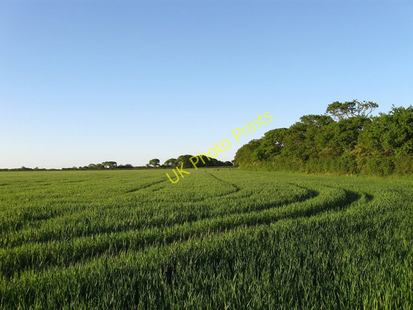 Photo 6"x4" Second Honeyland Field Chalvington c2010
