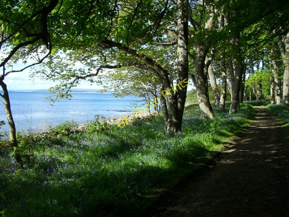 Photo 6"x4" Bluebells by the shore at Dunrobin Golspie c2010