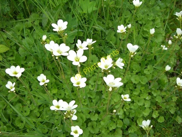 Photo 6"x4" Meadow Saxifrage (Saxifraga granulata) Golspie c2010