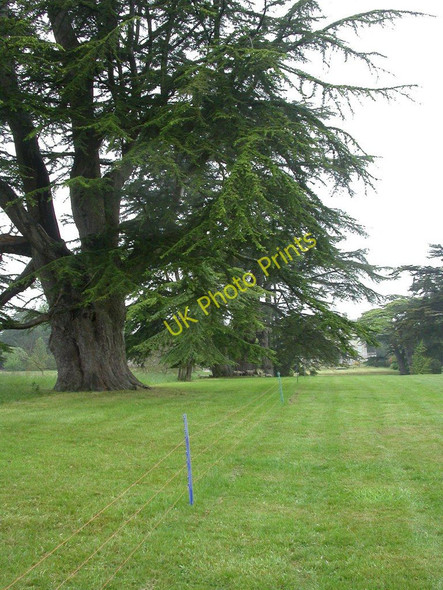 Photo 6"x4" Kingston Lacy, cedar avenue Tadden c2010