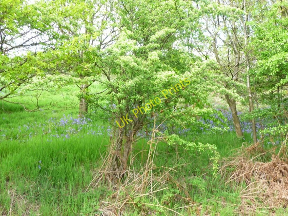 Photo 6"x4" Bluebells in woodland Wellhouse\/SE0914 c2010