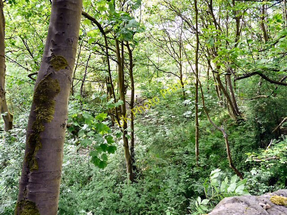 Photo 6"x4" Swains Valley Hyde\/SJ9494 c2010