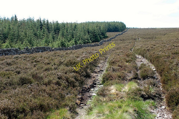 Photo 6"x4" Forest edge on Hunt Law Bellspool c2010