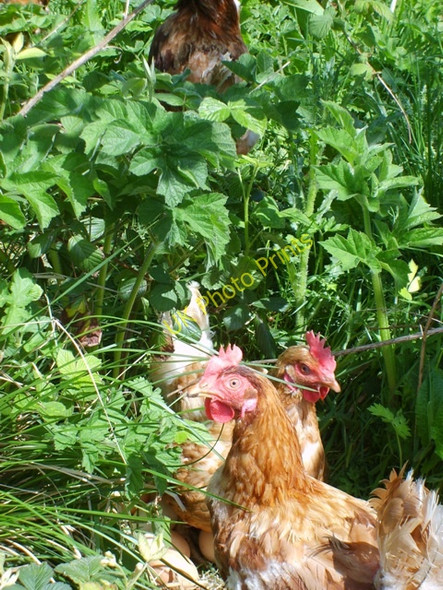 Photo 6"x4" Woodland hens Balfield c2010