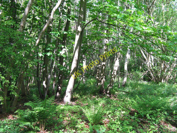 Photo 6"x4" Sunlit trees in Stretchendean Crichton c2010