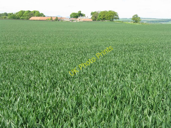 Photo 6"x4" Winter wheat at Crichton Mains Crichton c2010