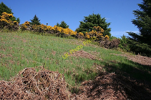 Photo 6"x4" Bracken Slope Gardenstown c2010