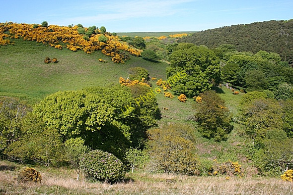 Photo 6"x4" White Hill Gardenstown c2010