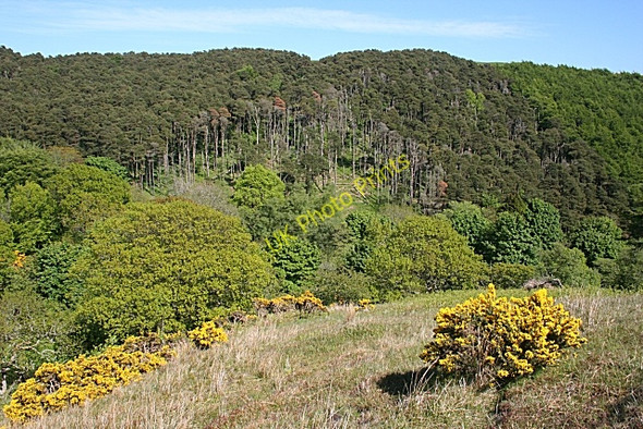 Photo 6"x4" Above the Torehead Burn Gardenstown c2010
