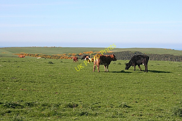 Photo 6"x4" Cattle at Troup Gardenstown c2010