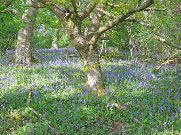Photo 6"x4" Bluebells on Raggedstone Hill - 1 Hollybush\/SO7636 c2010