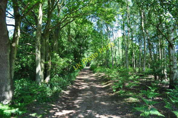 Photo 6"x4" Small Patch of Woodland Waterloo\/TM4293 c2010