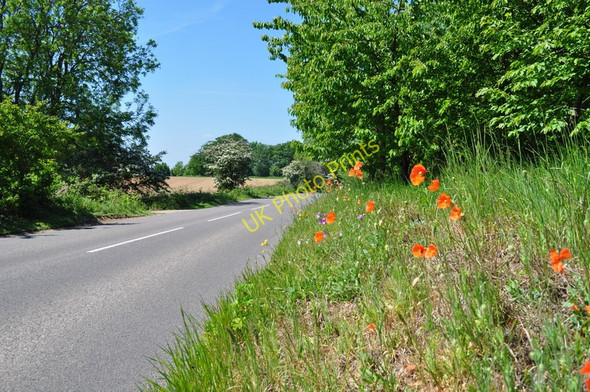 Photo 6"x4" Wild Flowers on the Verge Waterloo\/TM4293 c2010