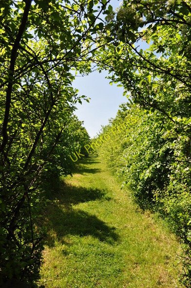 Photo 6"x4" St Marys Woods Aldeby c2010