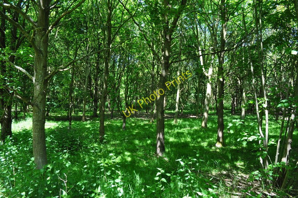 Photo 6"x4" Inside the Woodland Aldeby c2010