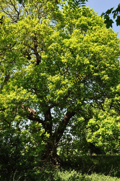 Photo 6"x4" Hedgerow Oaks Aldeby c2010
