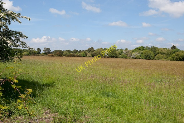 Photo 6"x4" Field north of Braggers Lane Thorney Hill\/SZ2099 c2010