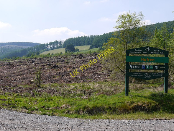 Photo 6"x4" Forestry clearfell by the Afon Biga Llwynygog c2010