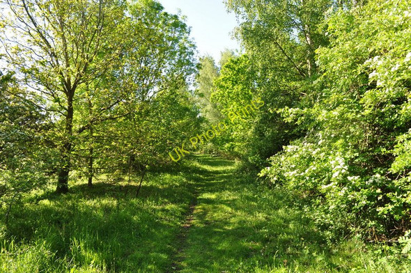 Photo 6"x4" Walk to County School Broom Green c2010