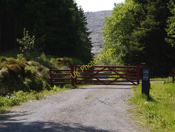 Photo 6"x4" Forestry track up Ffridd Fawr Cwmbiga c2010