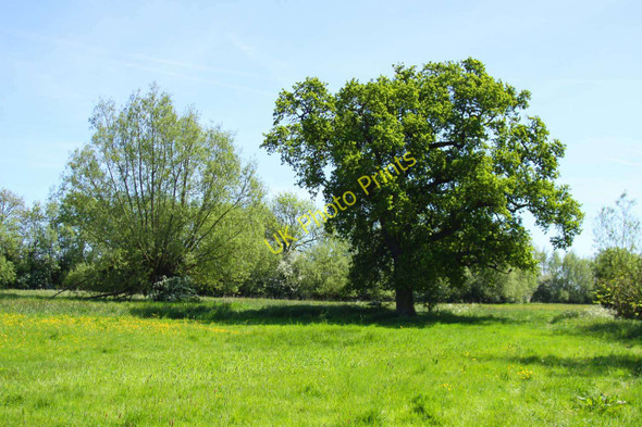 Photo 6"x4" Trees in the meadow Wolvercote c2010
