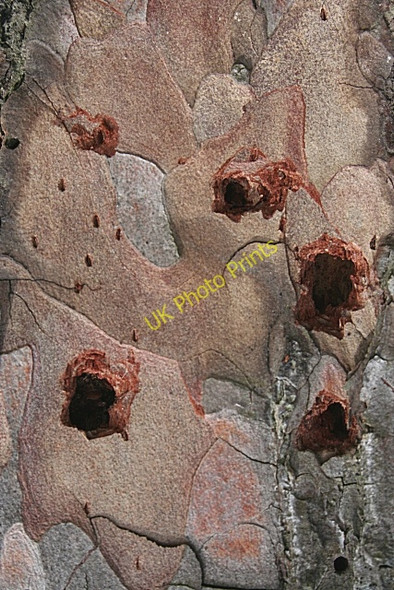 Photo 6"x4" Ragged Holes College of Roseisle c2010