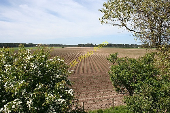 Photo 6"x4" Tattie Field Coltfield c2010