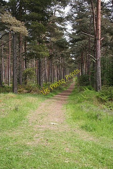 Photo 6"x4" Roseisle Forest St Aethans c2010