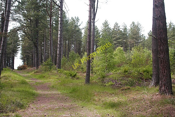 Photo 6"x4" Roseisle Forest St Aethans c2010