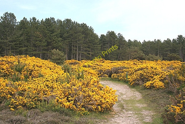 Photo 6"x4" Whins in Roseisle Forest Coltfield c2010