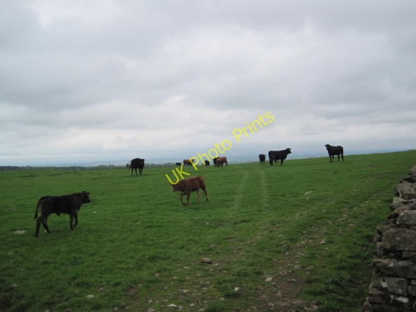 Photo 6"x4" Pasture near Carnetley Hallbankgate c2010