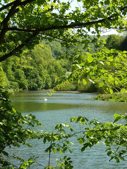 Photo 6"x4" Swan on the River Wye Litton Mill c2010