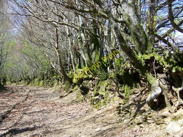 Photo 6"x4" Ancient track near Cutthorne Codsend c2010